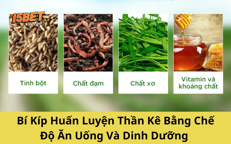 Bí Kíp Huấn Luyện Thần Kê – Gà Chiến Bách Chiến Bách Thắng Bí Kíp Huấn Luyện Thần Kê Bằng Chế Độ Ăn Uống Và Dinh Dưỡng