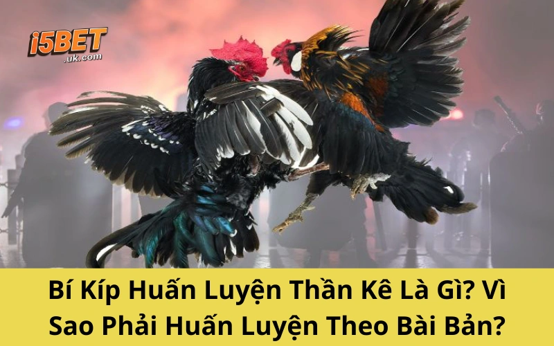 Bí Kíp Huấn Luyện Thần Kê – Gà Chiến Bách Chiến Bách Thắng Bí Kíp Huấn Luyện Thần Kê Là Gì? Vì Sao Phải Huấn Luyện Theo Bài Bản