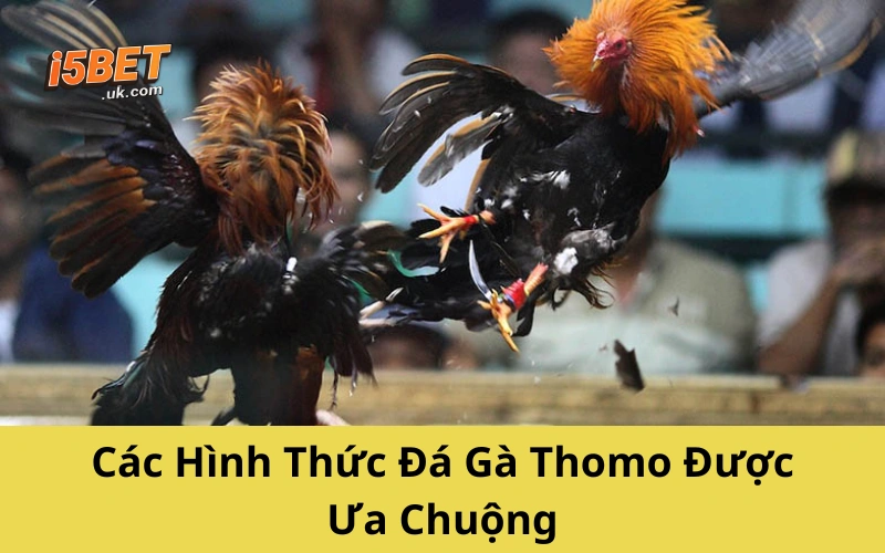 Đá Gà Thomo – Cuộc Chơi Sát Phạt Của Dân Trường Gà Các Hình Thức Đá Gà Thomo Được Ưa Chuộng