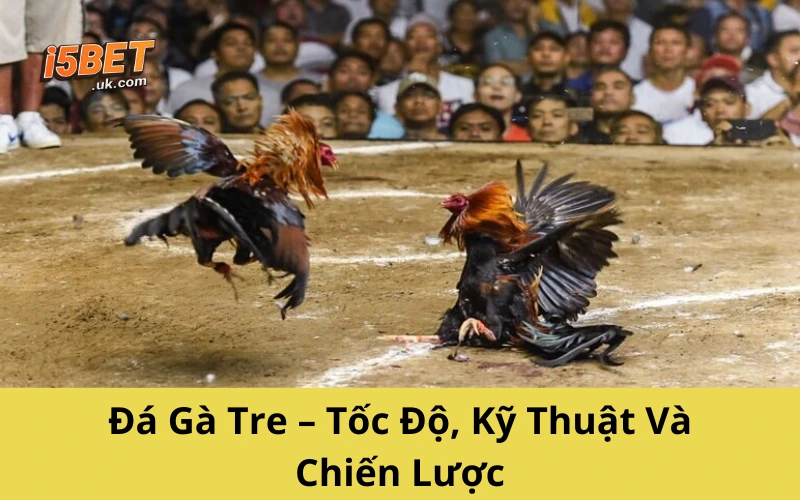 Đá Gà Tre – Tốc Độ, Kỹ Thuật Và Chiến Lược