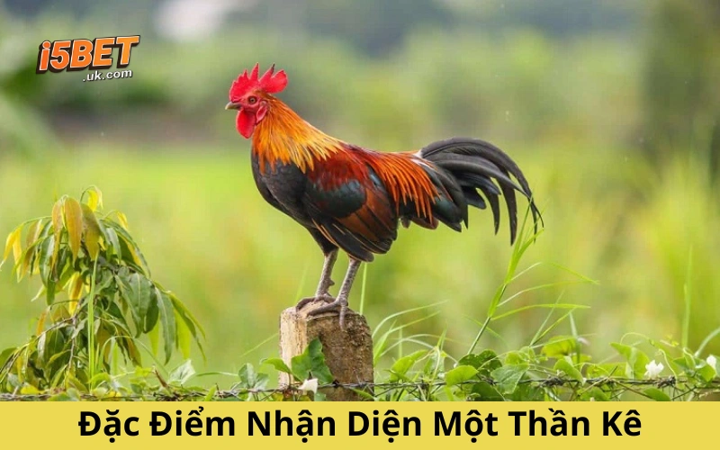 Bí Kíp Huấn Luyện Thần Kê – Gà Chiến Bách Chiến Bách Thắng Đặc Điểm Nhận Diện Một Thần Kê