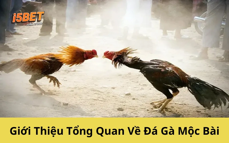 Giới Thiệu Tổng Quan Về Đá Gà Mộc Bài