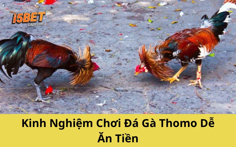 Đá Gà Thomo – Cuộc Chơi Sát Phạt Của Dân Trường Gà Kinh Nghiệm Chơi Đá Gà Thomo Dễ Ăn Tiền