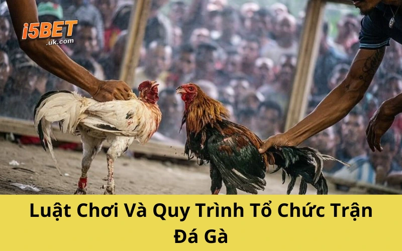 Luật Chơi Và Quy Trình Tổ Chức Trận Đá Gà