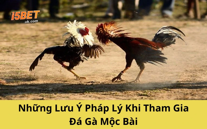 Những Lưu Ý Pháp Lý Khi Tham Gia Đá Gà Mộc Bài