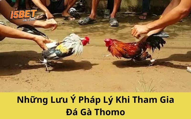 Đá Gà Thomo – Cuộc Chơi Sát Phạt Của Dân Trường Gà Những Lưu Ý Pháp Lý Khi Tham Gia Đá Gà Thomo