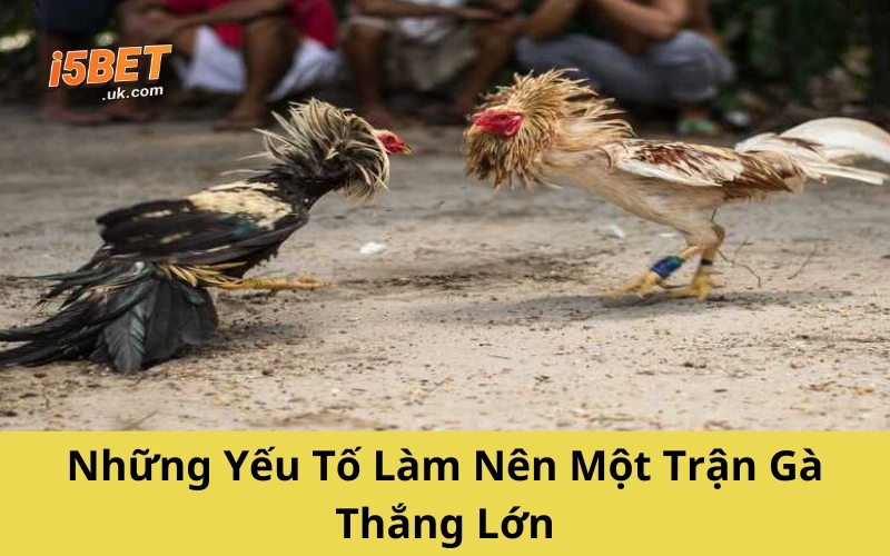Những Yếu Tố Làm Nên Một Trận Gà Thắng Lớn