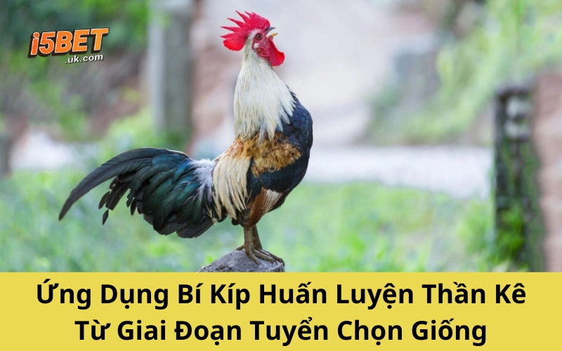 Bí Kíp Huấn Luyện Thần Kê – Gà Chiến Bách Chiến Bách Thắng Ứng Dụng Bí Kíp Huấn Luyện Thần Kê Từ Giai Đoạn Tuyển Chọn Giống