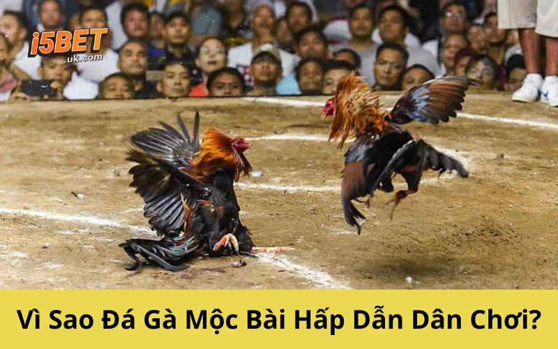 Vì Sao Đá Gà Mộc Bài Hấp Dẫn Dân Chơi?